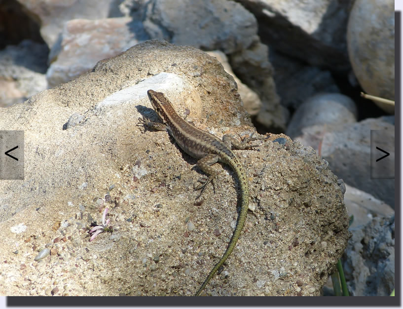 Anatololacerta oertzeni